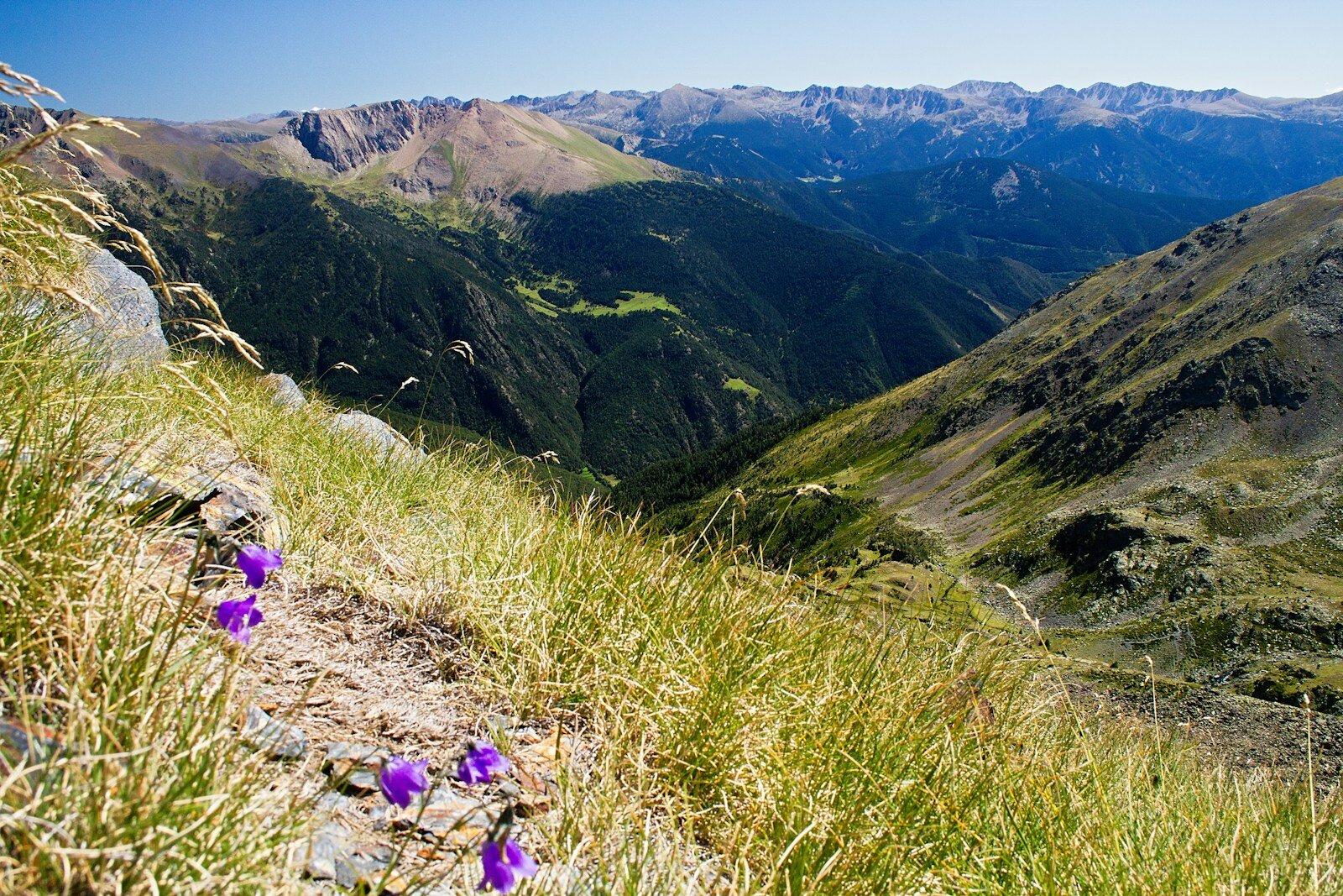 Alpine meadow Pyrenees