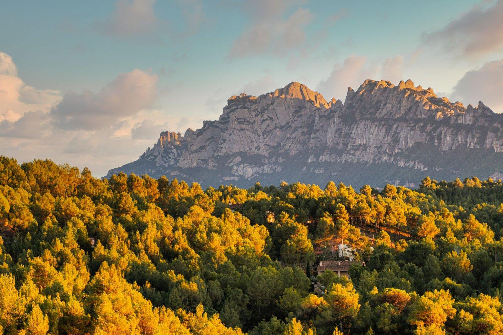 Cliff overlook forest